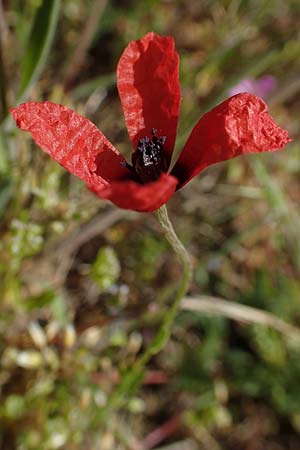Papaver argemone \ Sand-Mohn / Prickly Poppy, D Wagh&auml;usel-Wiesental 15.4.2020
