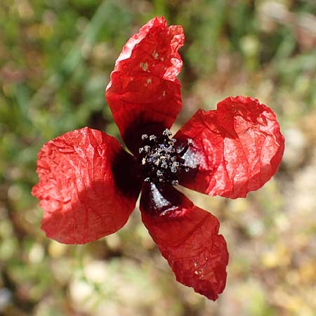 Papaver argemone \ Sand-Mohn / Prickly Poppy, D Wagh&auml;usel-Wiesental 15.4.2020