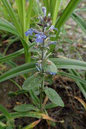 Ajuga reptans, Kriechender G�nsel