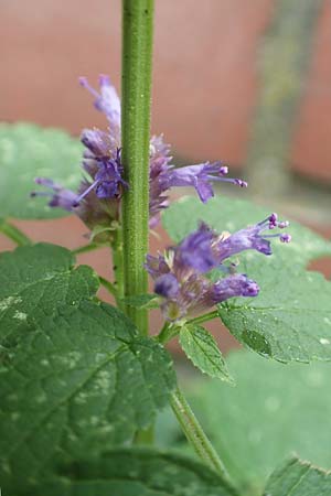 Agastache rugosa \ Ostasiatische Duftnessel / Wrinkles Giant Hyssop, Korean Mint, D Bochum 9.9.2020