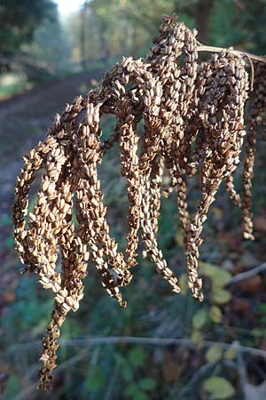 Aruncus dioicus \ Wald-Gei�bart / Goat's Beard, D Odenwald, Ursenbach 4.11.2020