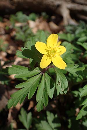 Anemone ranunculoides \ Gelbes Windr�schen / Yellow Anemone, D Bensheim 29.3.2021