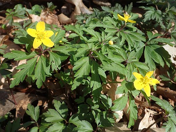 Anemone ranunculoides \ Gelbes Windr�schen / Yellow Anemone, D Bensheim 29.3.2021