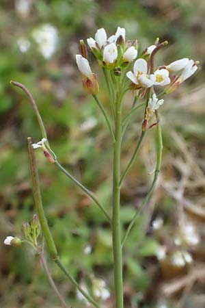 Arabidopsis thaliana \ Acker-Schmalwand / Thale Cress, D Rheinhessen, Flonheim 2.4.2021