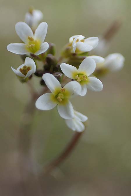 Arabidopsis thaliana \ Acker-Schmalwand / Thale Cress, D Viernheim 9.4.2021