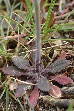 Arabidopsis thaliana \ Acker-Schmalwand / Thale Cress, D Viernheim 9.4.2021