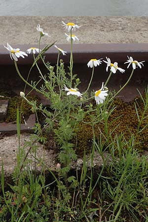 Anthemis austriaca \ �sterreichische Hundskamille / Austrian Chamomile, D Mannheim 22.5.2021