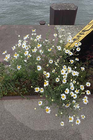 Anthemis austriaca \ �sterreichische Hundskamille / Austrian Chamomile, D Mannheim 22.5.2021