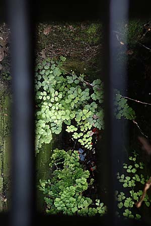 Adiantum raddianum \ Dreieckiger Frauenhaar-Farn, Raddes Frauenhaar-Farn / Delta Maidenhair Fern, D Essen 9.8.2021