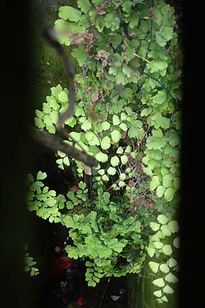 Adiantum raddianum \ Dreieckiger Frauenhaar-Farn, Raddes Frauenhaar-Farn / Delta Maidenhair Fern, D Essen 9.8.2021