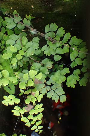 Adiantum raddianum \ Dreieckiger Frauenhaar-Farn, Raddes Frauenhaar-Farn / Delta Maidenhair Fern, D Essen 9.8.2021