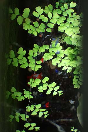 Adiantum raddianum \ Dreieckiger Frauenhaar-Farn, Raddes Frauenhaar-Farn / Delta Maidenhair Fern, D Essen 9.8.2021
