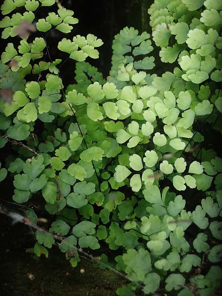 Adiantum raddianum \ Dreieckiger Frauenhaar-Farn, Raddes Frauenhaar-Farn / Delta Maidenhair Fern, D Essen 9.8.2021