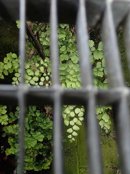 Adiantum raddianum \ Dreieckiger Frauenhaar-Farn, Raddes Frauenhaar-Farn / Delta Maidenhair Fern, D Essen 9.8.2021
