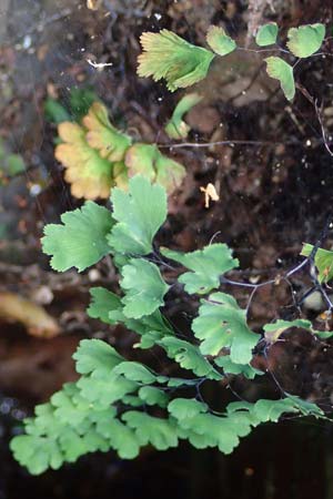 Adiantum raddianum \ Dreieckiger Frauenhaar-Farn, Raddes Frauenhaar-Farn / Delta Maidenhair Fern, D Essen 9.8.2021