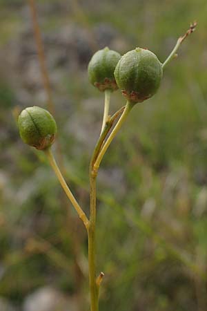 Anthericum ramosum \ �stige Graslilie, Rispen-Graslilie / Branched St. Bernard's Lily, D Gr&uuml;nstadt-Asselheim 26.8.2021
