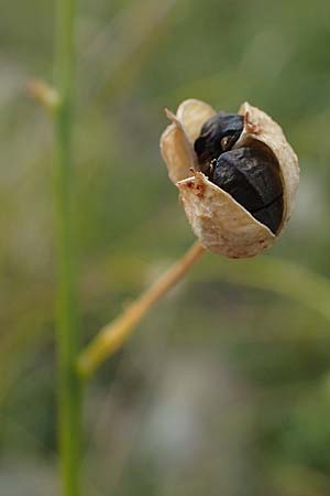 Anthericum ramosum \ �stige Graslilie, Rispen-Graslilie / Branched St. Bernard's Lily, D Gr&uuml;nstadt-Asselheim 26.8.2021