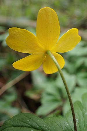 Anemone ranunculoides \ Gelbes Windr�schen / Yellow Anemone, D Bensheim 29.3.2022