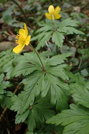 Anemone ranunculoides \ Gelbes Windr�schen / Yellow Anemone, D Bensheim 29.3.2022