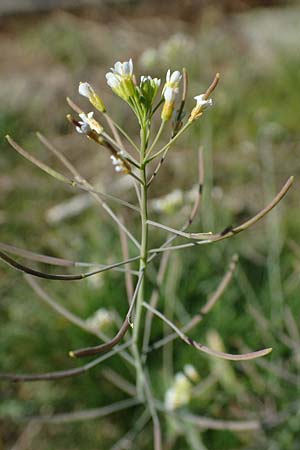 Arabidopsis thaliana, Acker-Schmalwand Arabidopsis thaliana, Acker-Schmalwand