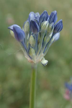 Allium vineale \ Weinberg-Lauch / Wild Onion, D Th&uuml;ringen, Erfurt 6.6.2022