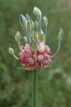 Allium vineale \ Weinberg-Lauch / Wild Onion, D Th&uuml;ringen, Erfurt 6.6.2022