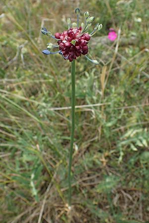 Allium vineale \ Weinberg-Lauch / Wild Onion, D Th&uuml;ringen, Erfurt 6.6.2022
