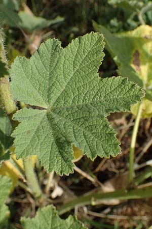 Alcea rosea \ Stockrose / Common Hollyhock, D Dorsten 20.6.2022
