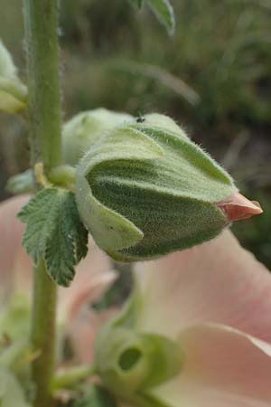 Alcea rosea \ Stockrose / Common Hollyhock, D Dorsten 20.6.2022