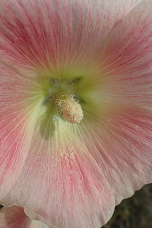Alcea rosea \ Stockrose / Common Hollyhock, D Dorsten 20.6.2022
