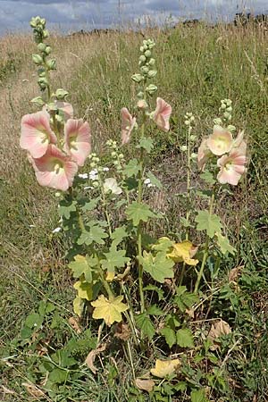 Alcea rosea \ Stockrose / Common Hollyhock, D Dorsten 20.6.2022