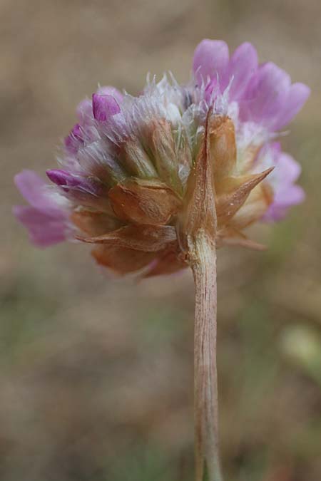 Armeria maritima subsp. elongata \ Sand-Grasnelke / Tall Thrift, D Bensheim 26.6.2022