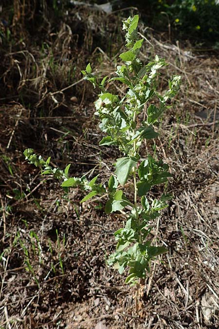 Atriplex rosea \ Rosen-Melde / Tumbling Orache, D Graben-Neudorf 6.10.2022