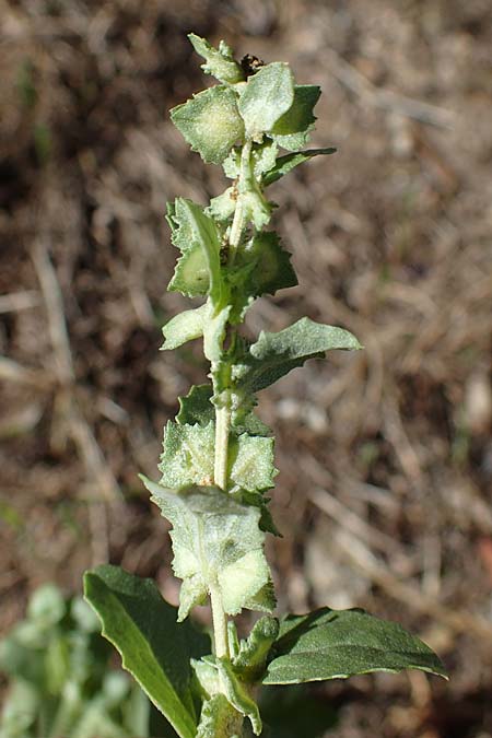 Atriplex rosea \ Rosen-Melde / Tumbling Orache, D Graben-Neudorf 6.10.2022