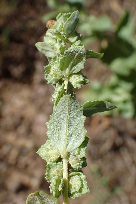 Atriplex rosea \ Rosen-Melde / Tumbling Orache, D Graben-Neudorf 6.10.2022