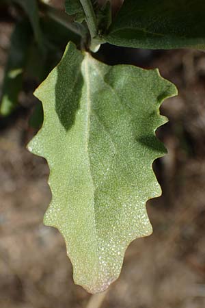 Atriplex rosea \ Rosen-Melde / Tumbling Orache, D Graben-Neudorf 6.10.2022