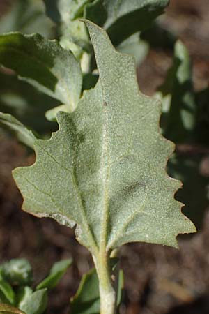 Atriplex rosea \ Rosen-Melde / Tumbling Orache, D Graben-Neudorf 6.10.2022
