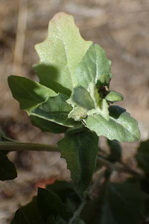 Atriplex rosea \ Rosen-Melde / Tumbling Orache, D Graben-Neudorf 6.10.2022