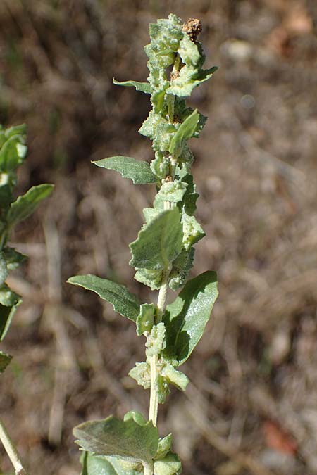 Atriplex rosea \ Rosen-Melde / Tumbling Orache, D Graben-Neudorf 6.10.2022