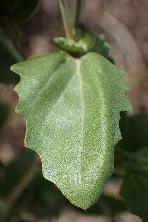 Atriplex rosea \ Rosen-Melde / Tumbling Orache, D Graben-Neudorf 6.10.2022