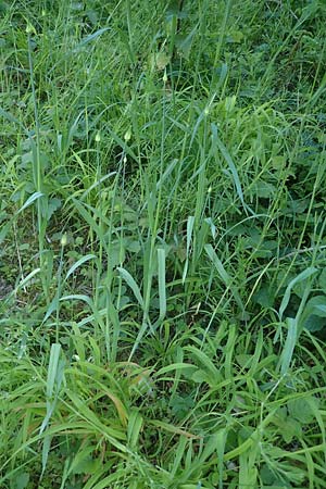 Allium rotundum \ Kugeliger Lauch / Sand Leek, D Weinheim an der Bergstra&szlig;e 25.5.2023