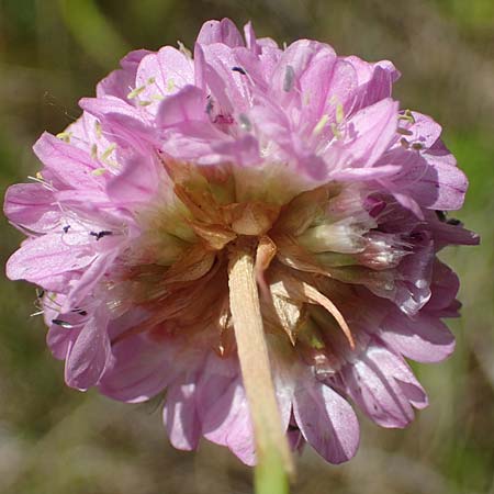 Armeria maritima subsp. elongata \ Sand-Grasnelke / Tall Thrift, D Sachsen-Anhalt, Hettstedt 17.6.2023