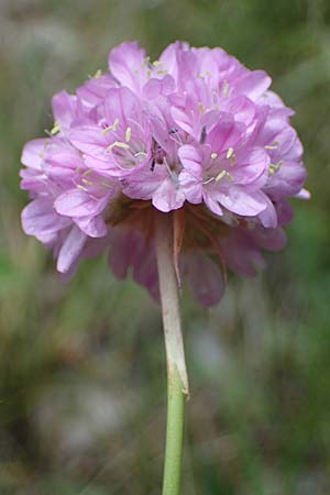 Armeria maritima subsp. elongata \ Sand-Grasnelke / Tall Thrift, D Sachsen-Anhalt, Hettstedt 17.6.2023