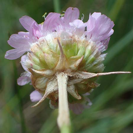 Armeria maritima subsp. elongata \ Sand-Grasnelke / Tall Thrift, D Sachsen-Anhalt, Hettstedt 17.6.2023