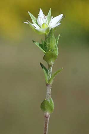 Arenaria serpyllifolia \ Quendelbl&auml;ttriges Sandkraut / Thyme-Leaved Sandwort, D Eisenberg 9.5.2024
