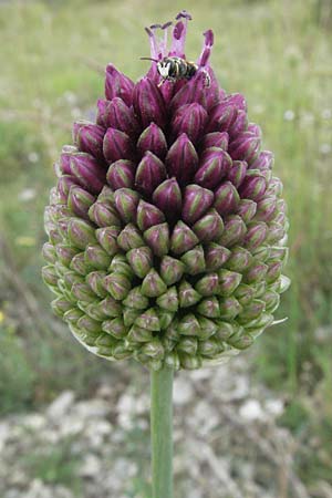 Allium sphaerocephalon \ Kugel-Lauch / Round-Headed Leek, D Karlstadt 16.6.2007