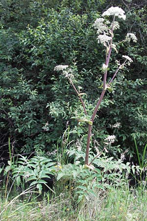 Angelica sylvestris \ Wald-Engelwurz, Gew�hnliche Engelwurz / Wild Angelica, D Odenwald, Finkenbach 10.7.2007