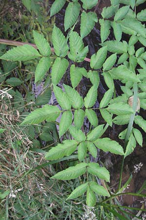 Angelica sylvestris \ Wald-Engelwurz, Gew�hnliche Engelwurz / Wild Angelica, D Odenwald, Finkenbach 10.7.2007