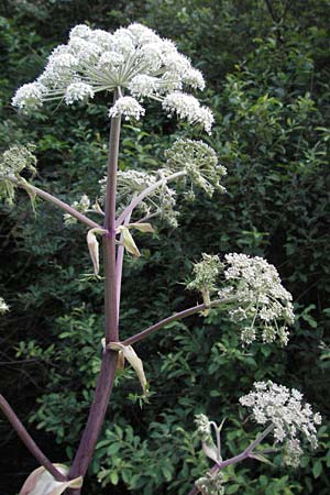 Angelica sylvestris \ Wald-Engelwurz, Gew�hnliche Engelwurz / Wild Angelica, D Odenwald, Finkenbach 10.7.2007