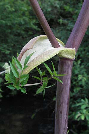 Angelica sylvestris \ Wald-Engelwurz, Gew�hnliche Engelwurz / Wild Angelica, D Odenwald, Finkenbach 10.7.2007